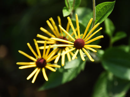 300 SWEET CONEFLOWER Rudbeckia Subtomentosa Yellow Black Eyed Susan Flower Seeds