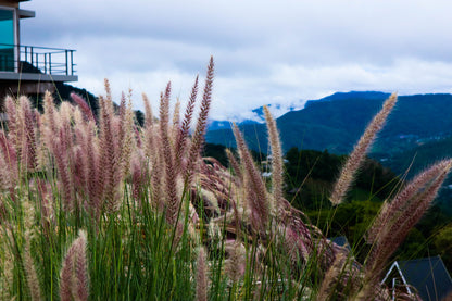 25 PURPLE FOUNTAIN GRASS Ornamental Pennisetum Setaceum Dark Burgundy Flower Seeds