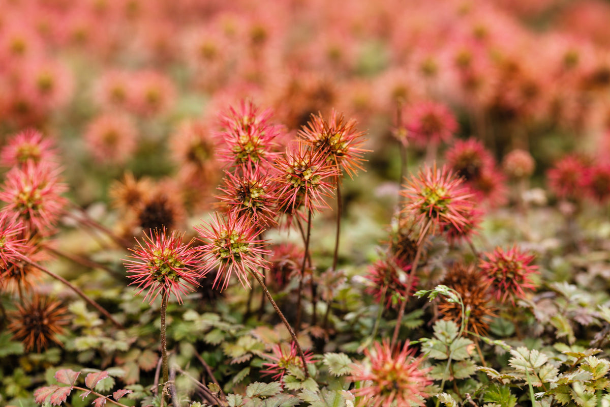 20 NEW ZEALAND BURRS Scarlet Piripiri Acaena Microphylla Flower Ground Cover Seeds