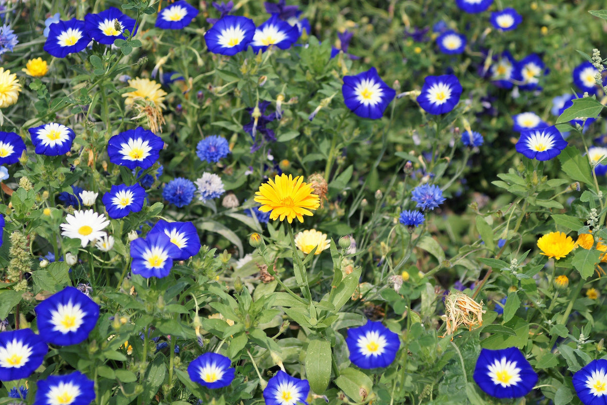 35 Blue Dwarf ROYAL ENSIGN MORNING GLORY Convolvulus Tricolor Royal Blue White & Yellow Flower Vine Seeds