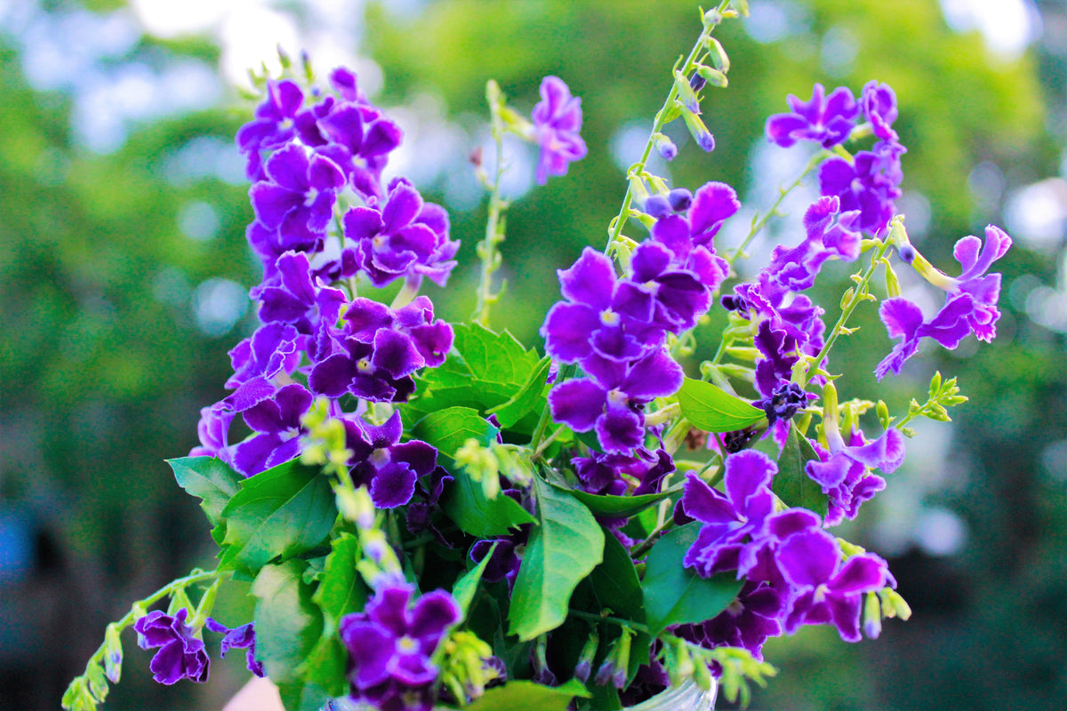 10 GOLDEN DEWDROP Duranta Erecta Repens Golden Foliage Blue Violet Purple White Flower Orange Ornamental Berry Shrub Seeds