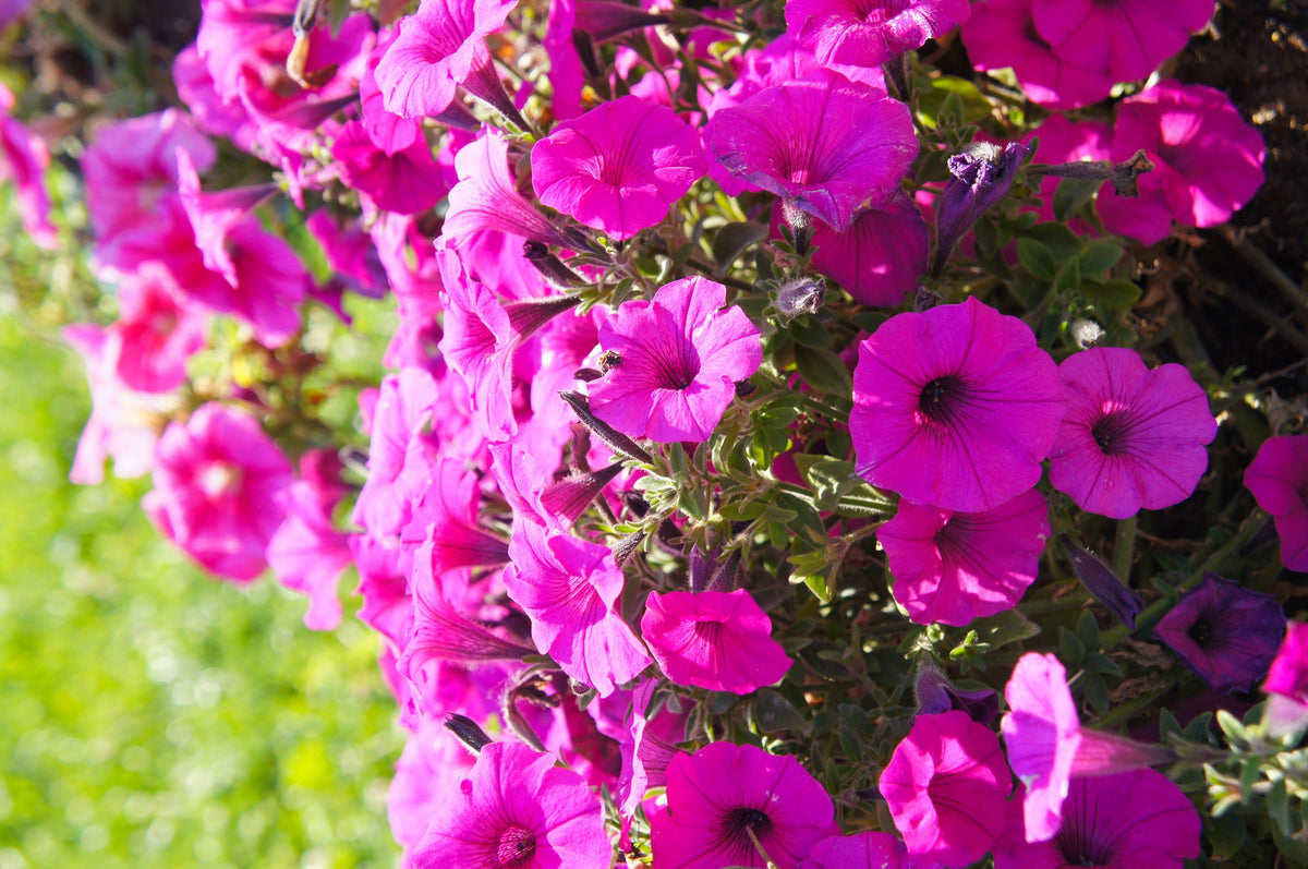 200 Pink LAURA BUSH PETUNIA Violacea Integrifolia Perennial Frilled Trumpet Flower Seeds
