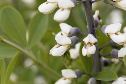 50 WHITE WILD INDIGO Baptisia Alba Usa Native Pollinator Flower Seeds
