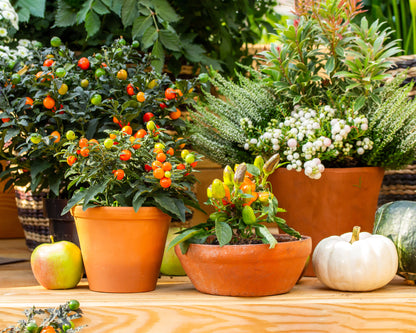 25 JERUSALEM CHERRY Madeira Winter Solanum Pseudocapsicum Flower Seeds
