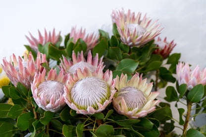 5 Giant KING PROTEA Cynaroides Sugarbush Rare 12" Flower Seeds