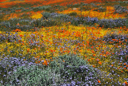 1000 MIXED Colors CALIFORNIA POPPY (Ballerina / Mission Bells) Eschscholzia Californica Flower Seeds