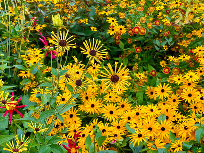 300 SWEET CONEFLOWER Rudbeckia Subtomentosa Yellow Black Eyed Susan Flower Seeds