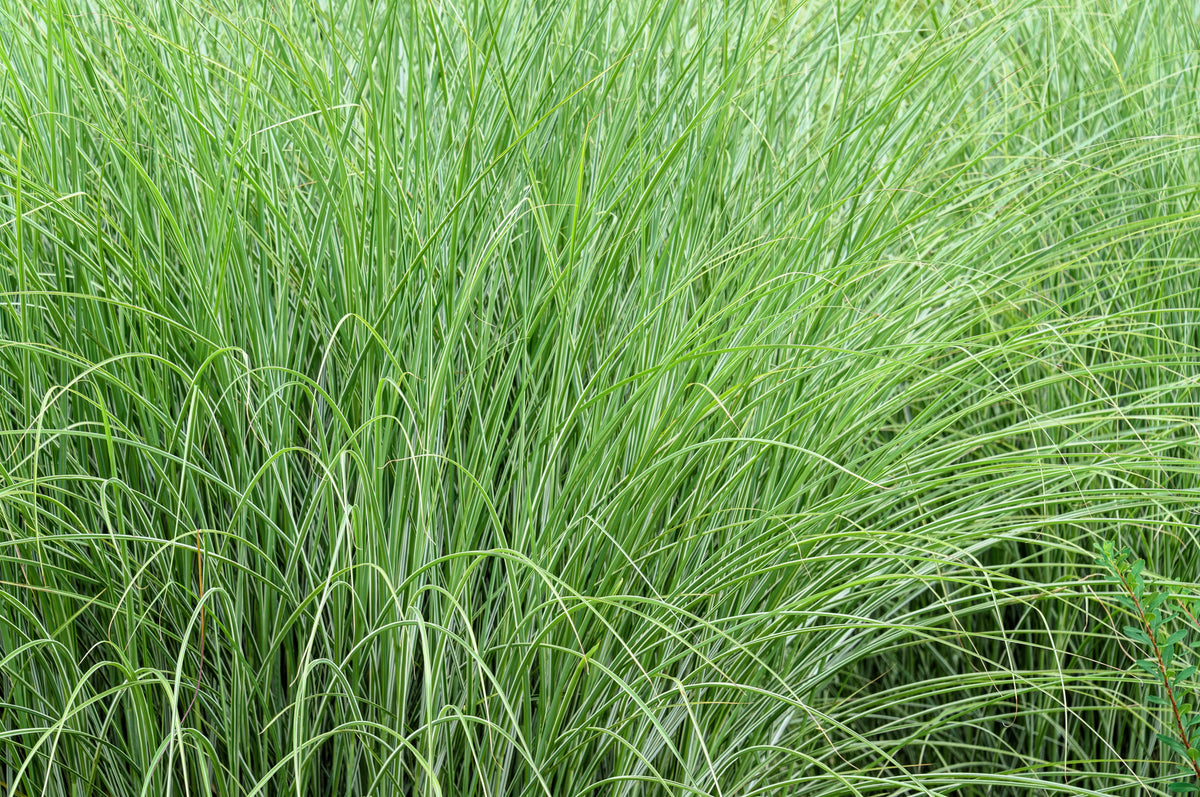 50 PHEASANT TAILS GRASS Feather Reed New Zealand Wind Stipa Arundinacea syn Anemanthele Lessoniana Ornamental Grass Seeds