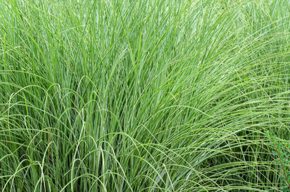50 PHEASANT TAILS GRASS Feather Reed New Zealand Wind Stipa Arundinacea syn Anemanthele Lessoniana Ornamental Grass Seeds