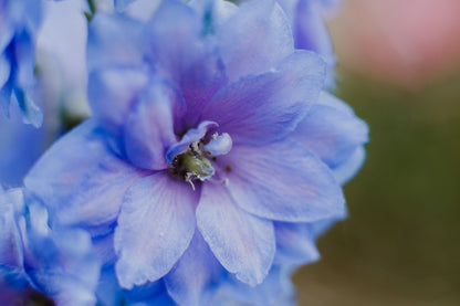 350 Blue with Pink ROCKET LARKSPUR DELPHINIUM Consolida Ajacis Seeds