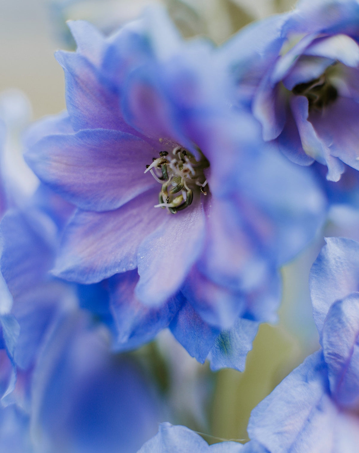 350 Blue with Pink ROCKET LARKSPUR DELPHINIUM Consolida Ajacis Seeds