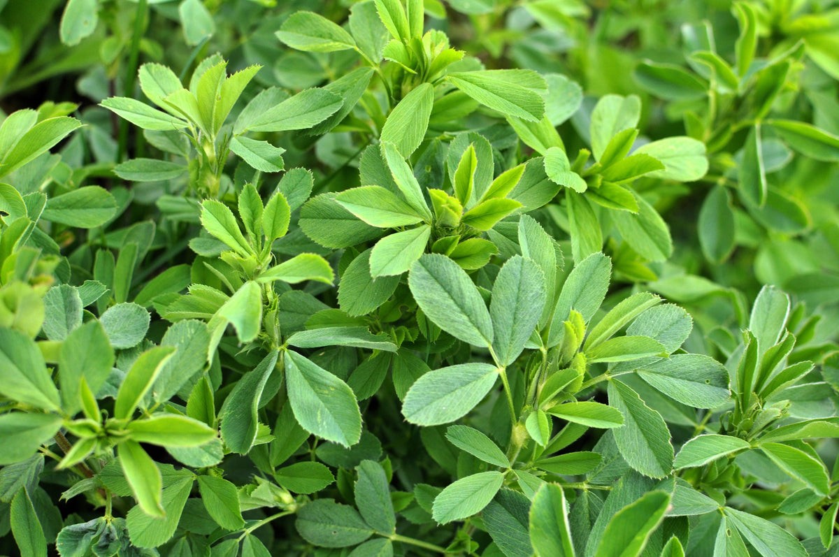 100 CIMARRON ALFALFA Medicago Sativa Ground Cover Forage Purple Flower Seeds