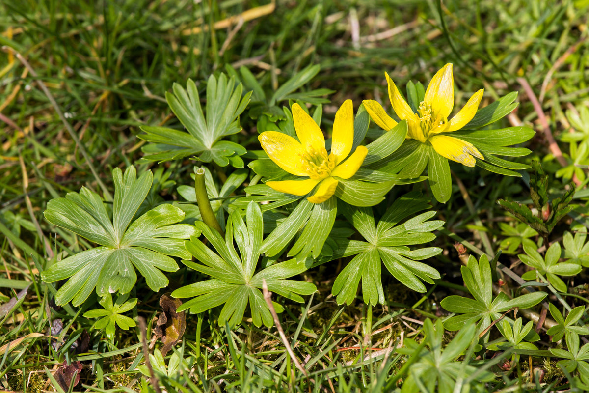 10 WINTER ACONITE Eranthis Hyemalis Yellow Sun Shade Flower Seeds