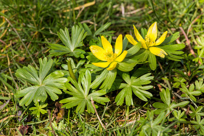 10 WINTER ACONITE Eranthis Hyemalis Yellow Sun Shade Flower Seeds