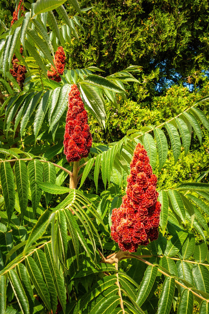 75 SMOOTH SUMAC TREE Red Berries Rhus Glabra Borealis Seeds