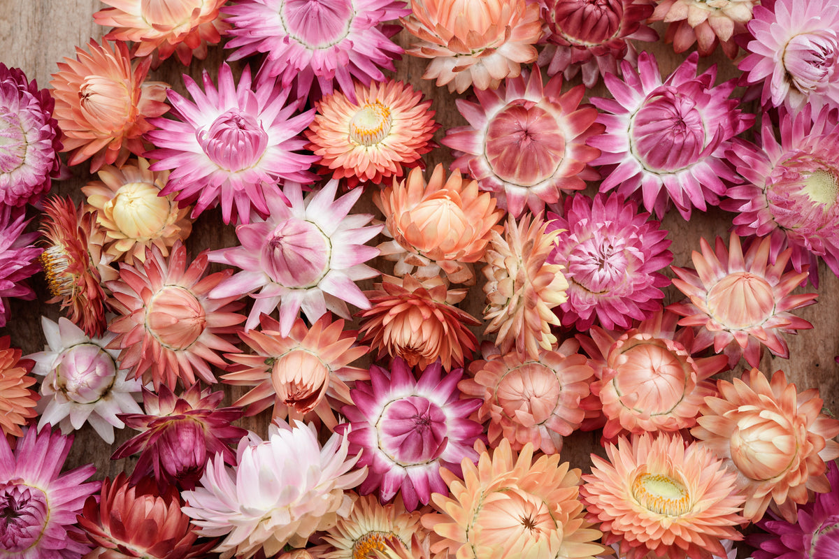 100 APRICOT & PEACH STRAWFLOWER Organic Mix Coral Paper Daisy Helichrysum Xerochrysum Bracteatum Flower Seeds