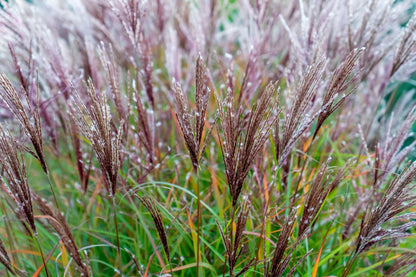 10 RED MAIDEN GRASS Miscanthus Sinensis Plumes Ornamental Flower Seeds