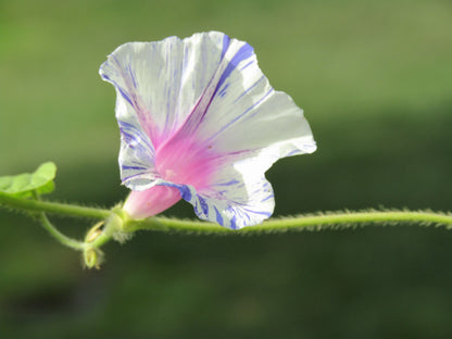 40 CARNEVALE di VENEZIA MORNING GLORY Pink & Purple with White Stripes Ipomoea Purpurea Flower Vine Seeds