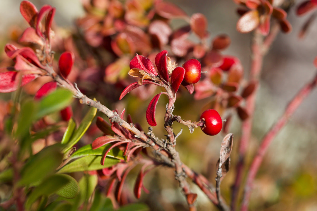 20 BEARBERRY Arctostaphylos Uva-Ursi Kinnikinnick Pinemat Manzanita Flower Seeds