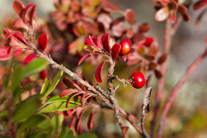 20 BEARBERRY Arctostaphylos Uva-Ursi Kinnikinnick Pinemat Manzanita Flower Seeds