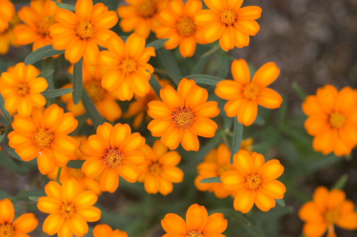 250 Mixed Colors CLASSIC ZINNIA Linearis Angustifolia Narrow Leaf Creeping Mexican Flower Seeds