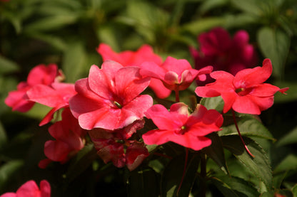 20 MEADOW PHLOX Maculata Mixed Colors Wild Sweet William Native Hummingbird Flower Seeds