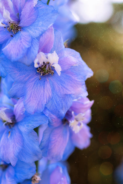 350 Blue with Pink ROCKET LARKSPUR DELPHINIUM Consolida Ajacis Seeds