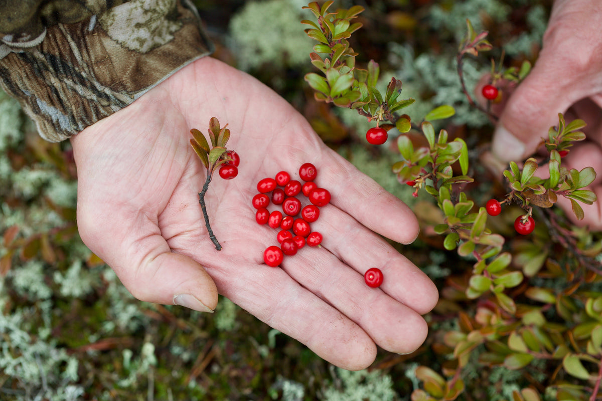 20 BEARBERRY Arctostaphylos Uva-Ursi Kinnikinnick Pinemat Manzanita Flower Seeds