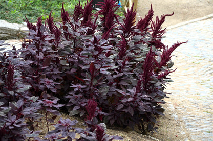 250 BURGUNDY AMARANTHUS Hypochondriacus Amaranth Grain Vegetable Flower Seeds