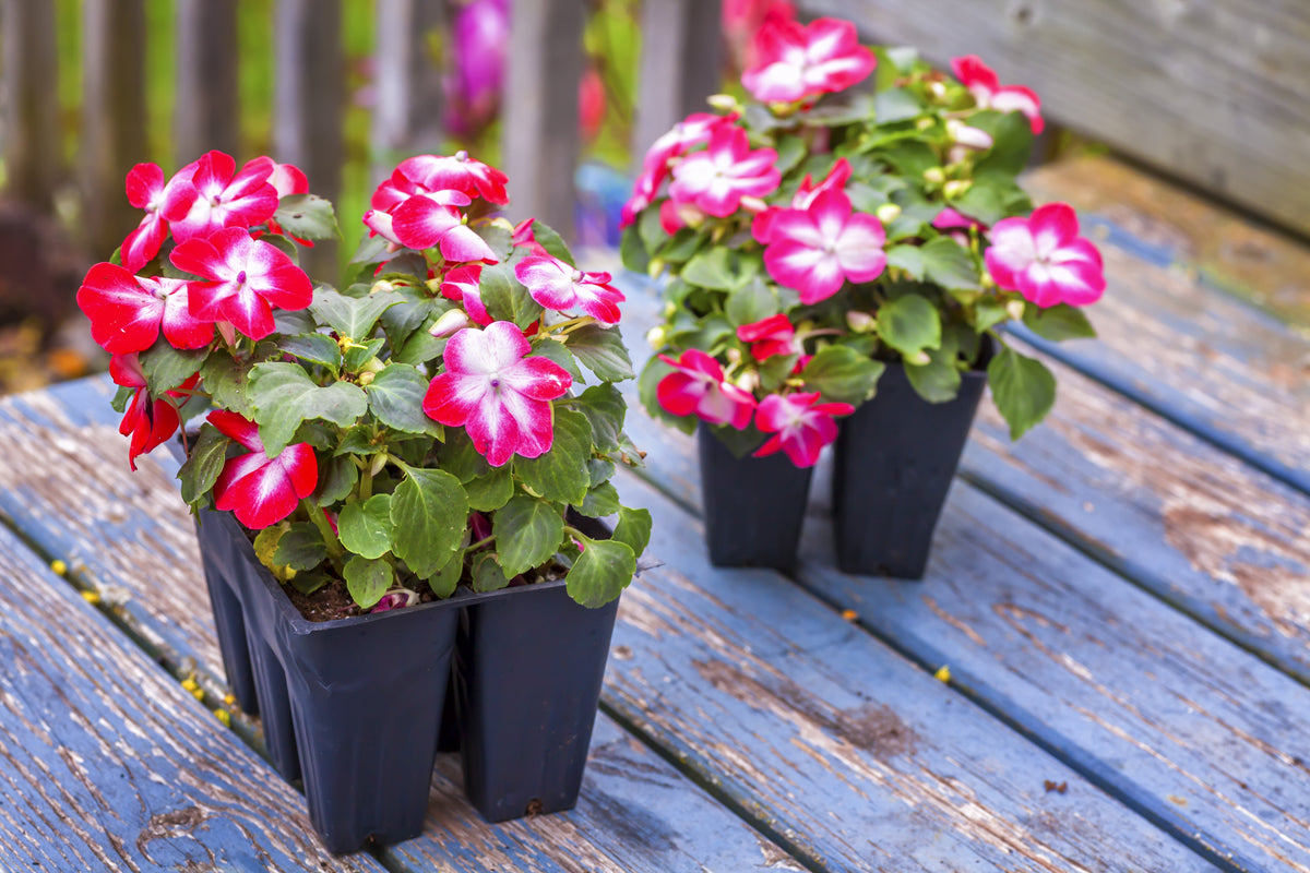 10 DWARF RED STAR IMPATIENS Walleriana Red & White Shade Flower Seeds