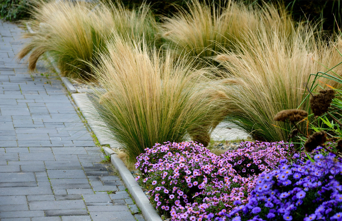 25 MEXICAN FEATHER GRASS Pony Tails Ornamental Stipa Tenuissima Nassella Seeds Wind Whisp
