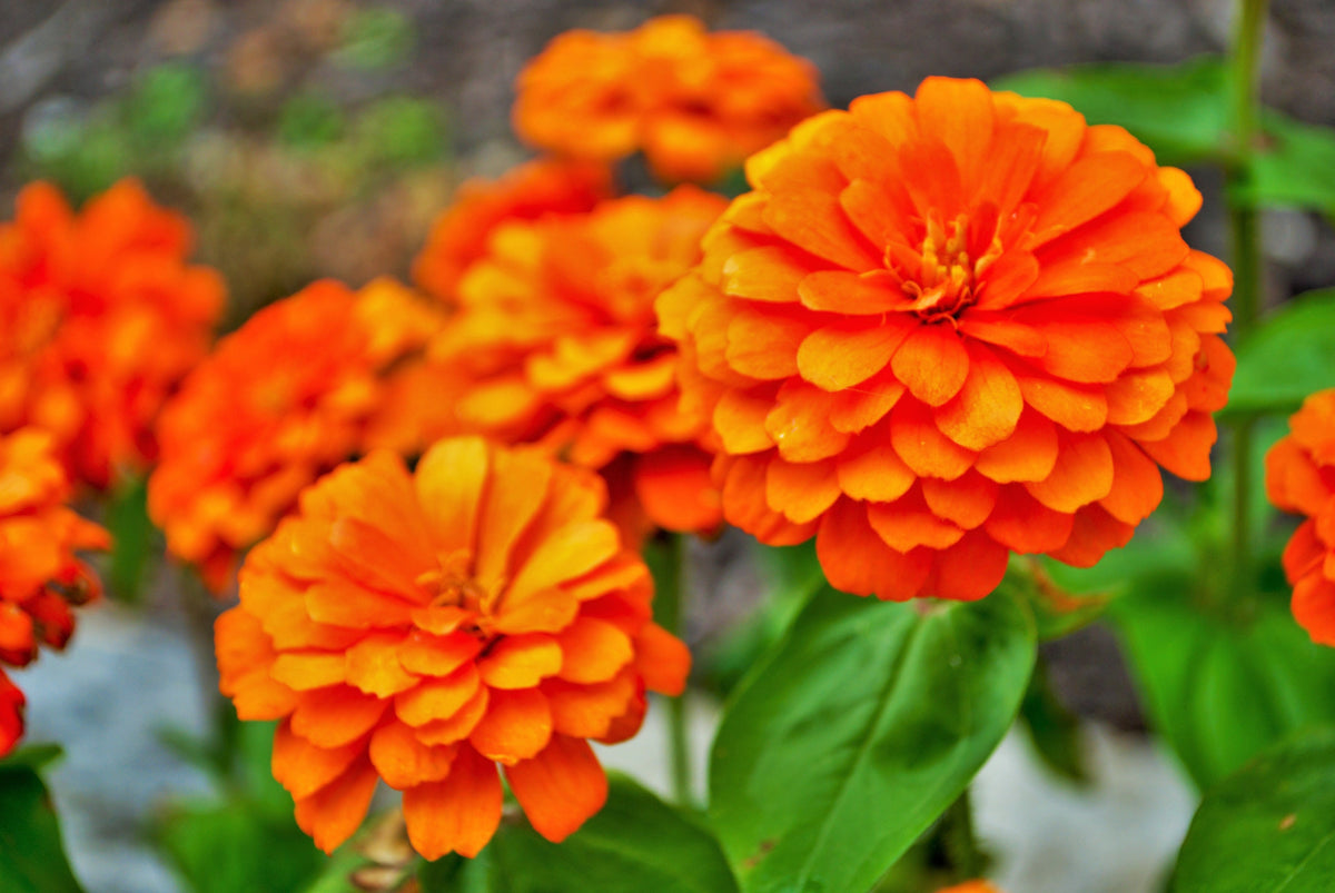 250 ORANGE KING ZINNIA Elegans Flower Seeds