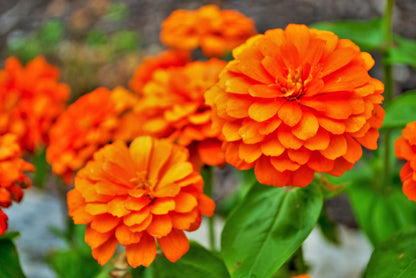 250 ORANGE KING ZINNIA Elegans Flower Seeds