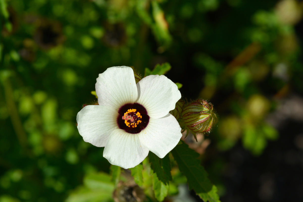 10 SIMPLY LOVE HIBISCUS (Flower of the Hour / Baldder Hibiscus) Hibiscus Trionum Flower Seeds