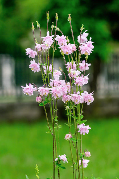 100 TALL DOUBLE COLUMBINE Aquilegia Vulgaris Mixed Colors Red, Pink, Purple, & White Flower Seeds