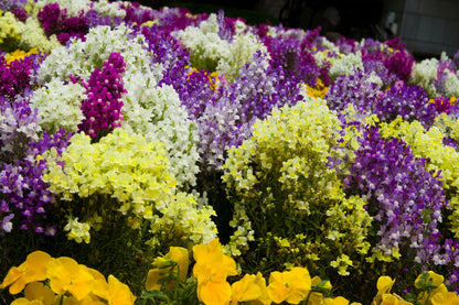 2000 NORTHERN LIGHTS Mix SNAPDRAGON Linaria Maroccana Flower Seeds