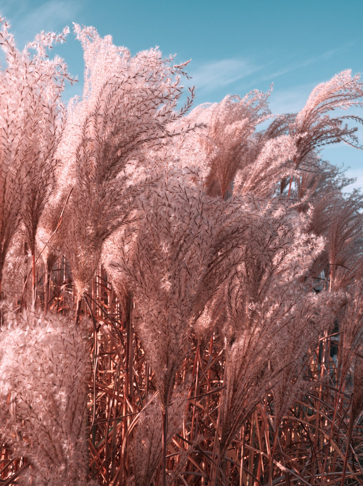 200 Ornamental PINK PAMPAS GRASS Cortaderia Selloana Rosea Seeds
