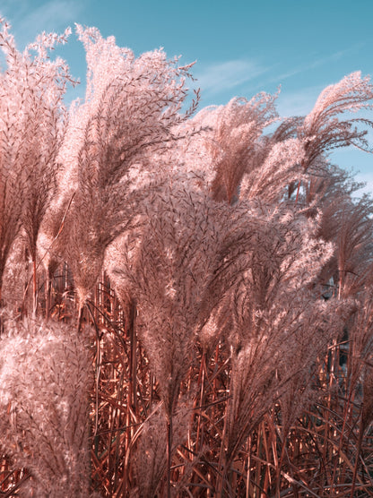 200 Ornamental PINK PAMPAS GRASS Cortaderia Selloana Rosea Seeds