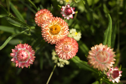100 APRICOT & PEACH STRAWFLOWER Organic Mix Coral Paper Daisy Helichrysum Xerochrysum Bracteatum Flower Seeds