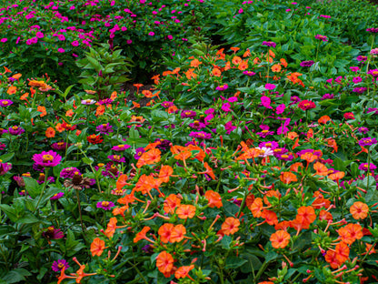 75 MIXED FOUR O CLOCK aka Marvel of Peru Mirabilis Jalapa Flower Seeds