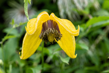 10 Yellow CLEMATIS RADAR LOVE Vine Climber Clematis Tangutica Flower Seeds