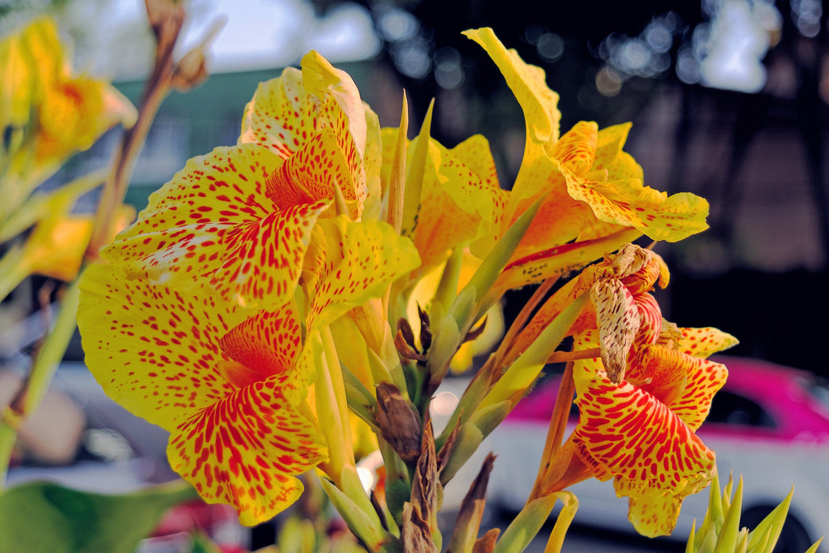 5 YELLOW CANNA LILY Indian Shot Canna Indica Flower Seeds