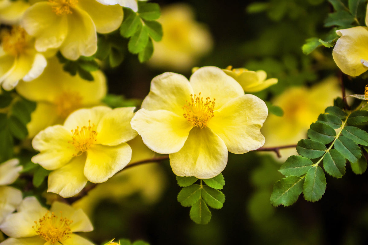 10 Golden Yellow FATHER HUGO ROSE Rosa Hugonis Flower Bush Shrub Seeds