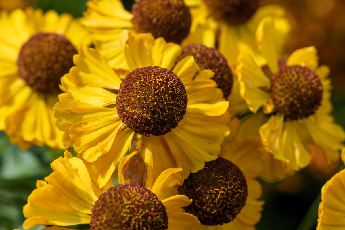 100 HELENIUM ' AUTUMN LEAVES ' Mix Helenium Autumnale Sneezeweed Mixed Colors Flower Seeds