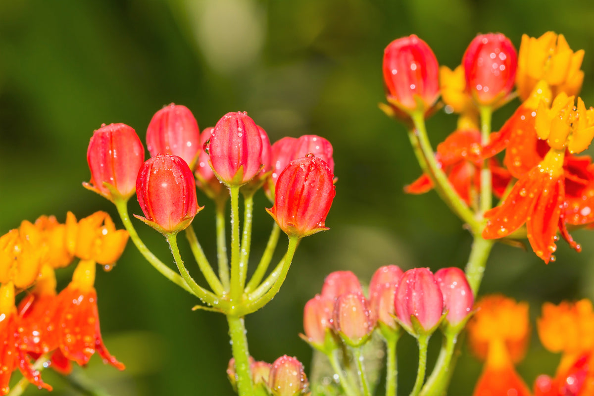 100 SUNSET MILKWEED Asclepias Curassavica Scarlet Blood Flower Red Orange Butterfly Weed Seeds