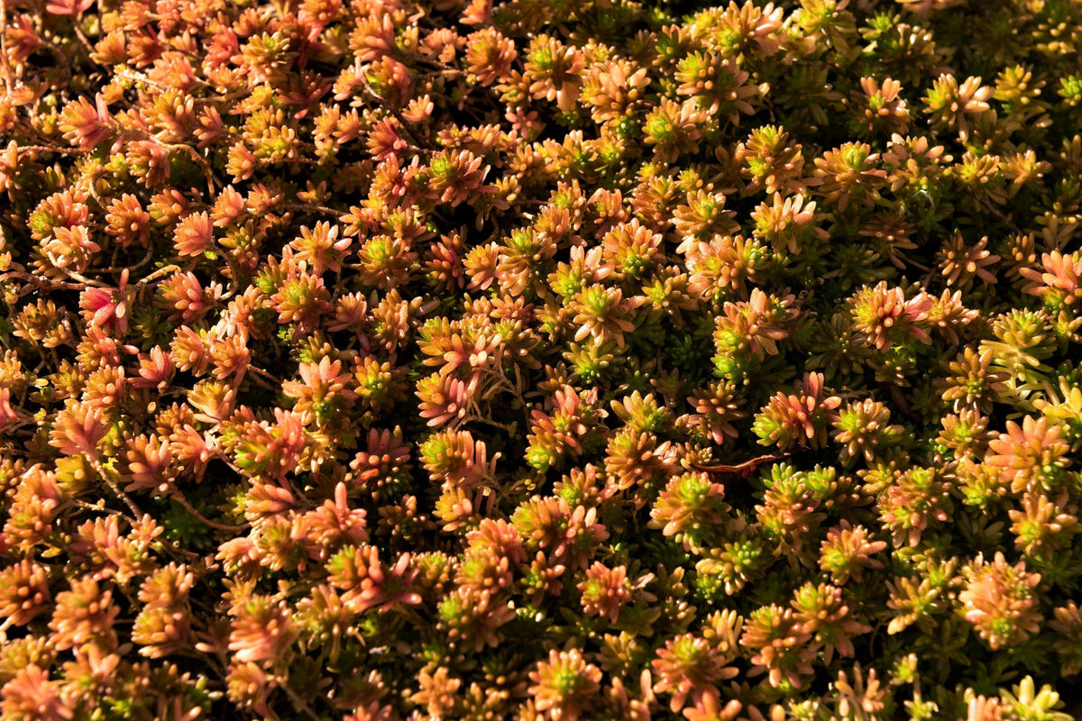 25 Spanish STONECROP / SEDUM HISPANICUM Groundcover Flower Seeds