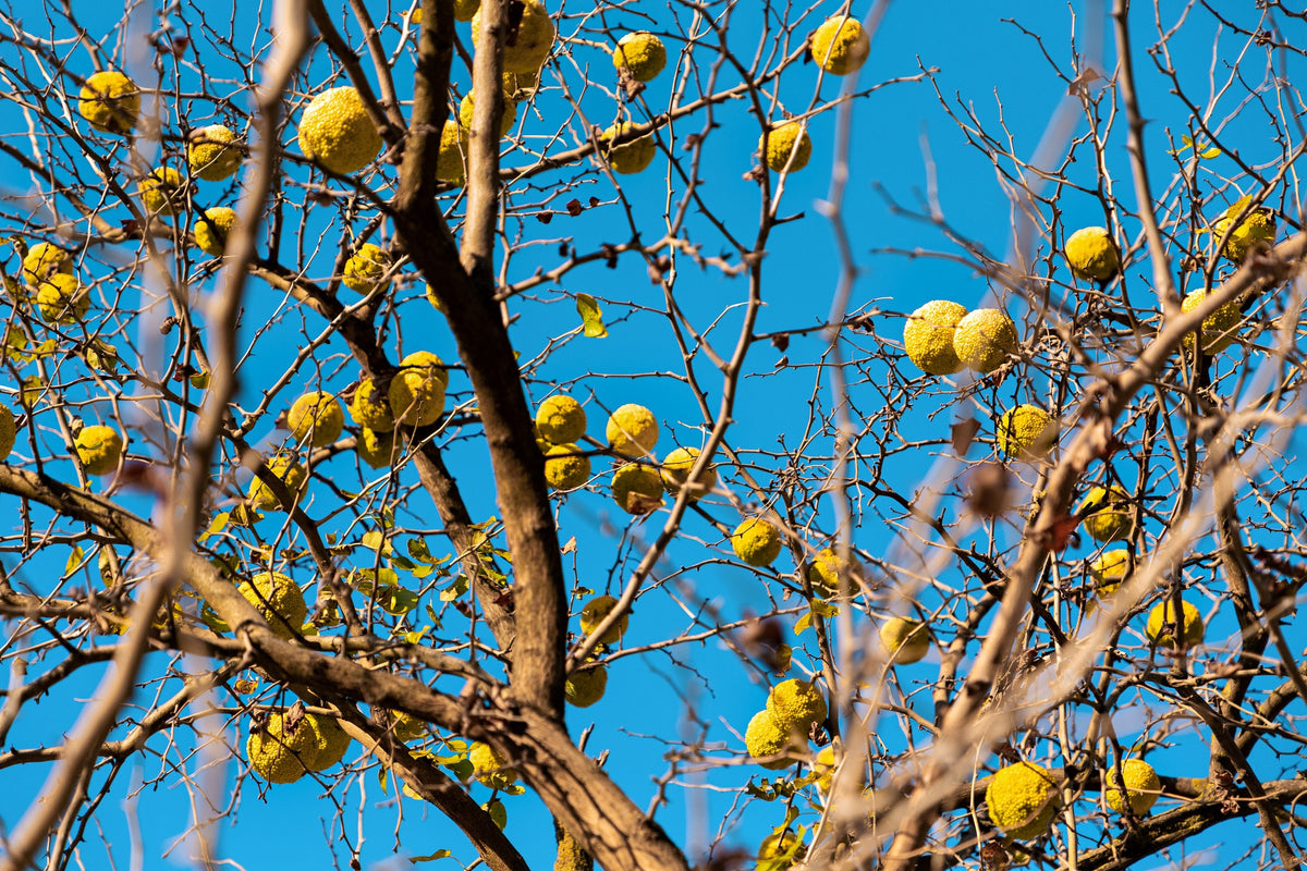 10 HEDGE APPLE Osage Orange Horse Apple Monkey Ball Maclura Pomifera Tree Seeds