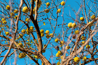 10 HEDGE APPLE Osage Orange Horse Apple Monkey Ball Maclura Pomifera Tree Seeds