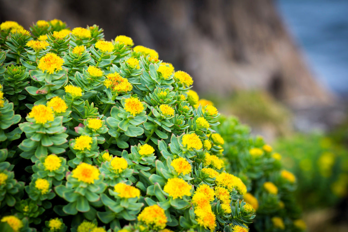 25 ROSEROOT STONECROP Golden Rose Root Sedum Rhodiola Rosea Yellow Succulent Flower Seeds