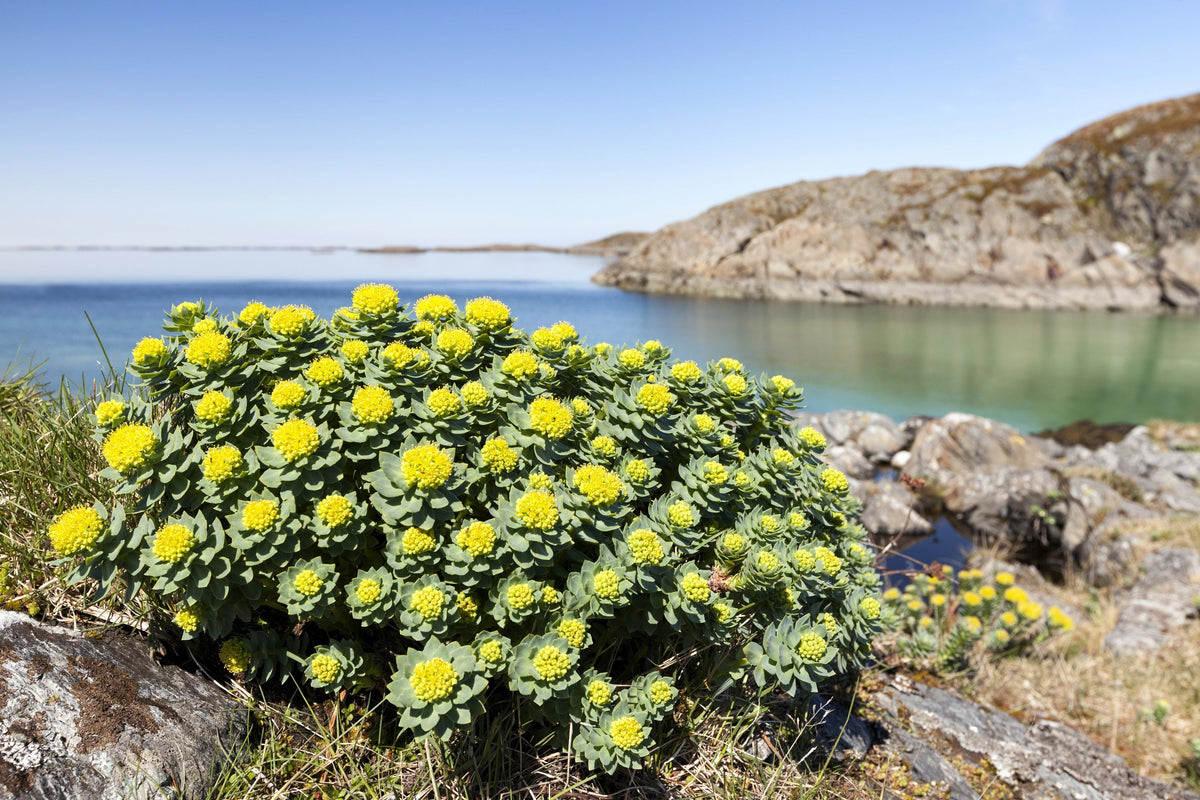 25 ROSEROOT STONECROP Golden Rose Root Sedum Rhodiola Rosea Yellow Succulent Flower Seeds